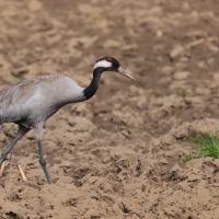 Żuraw - Grus grus - Common Crane
