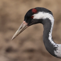 Żuraw - Grus grus - Common Crane