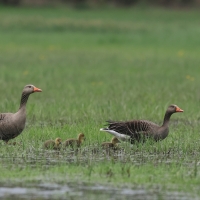 Gęgawa - Greylag Goose