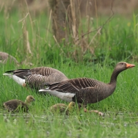 Gęgawa - Greylag Goose