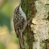 Pełzacz ogrodowy - Certhia brachydactyla - Short-toed Treecreeper