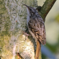 Pełzacz ogrodowy - Certhia brachydactyla - Short-toed Treecreeper