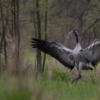 Żuraw - Common Crane