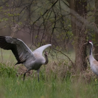 Żuraw - Common Crane