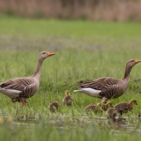 Gęgawa - Greylag Goose