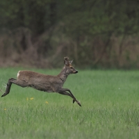Sarna - Roe deer