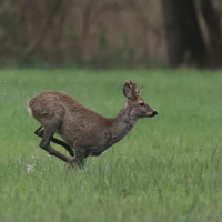 Sarna - Roe deer