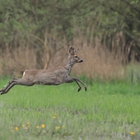 Sarna - Roe deer