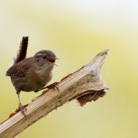 Strzyżyk - Troglodytes troglodytes - Eurasian Wren
