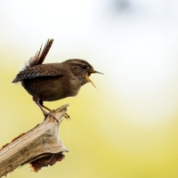 Strzyżyk - Troglodytes troglodytes - Eurasian Wren