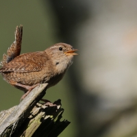 Strzyżyk - Troglodytes troglodytes - Eurasian Wren