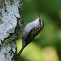 Pełzacz ogrodowy - Certhia brachydactyla - Short-toed Treecreeper