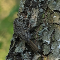 Pełzacz ogrodowy - Certhia brachydactyla - Short-toed Treecreeper