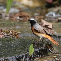 Pleszka - Phoenicurus phoenicurus - Common Redstart