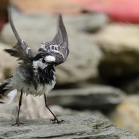 Pliszka siwa - Motacilla alba - White Wagtail