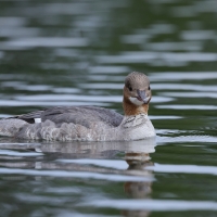 Nurogęś - Mergus merganser - Common Merganser