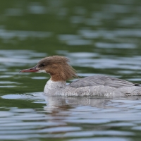 Nurogęś - Mergus merganser - Common Merganser