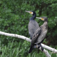 Kormoran zwyczajny - Phalacrocorax carbo - Great Cormorant
