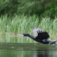 Kormoran zwyczajny - Phalacrocorax carbo - Great Cormorant