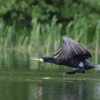 Kormoran zwyczajny - Phalacrocorax carbo - Great Cormorant