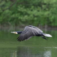 Kormoran zwyczajny - Phalacrocorax carbo - Great Cormorant