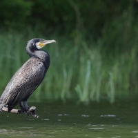 Kormoran zwyczajny - Phalacrocorax carbo - Great Cormorant