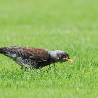 Kwiczoł - Turdus pilaris - Fieldfare
