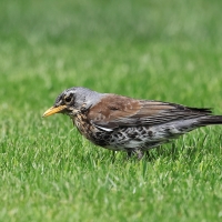 Kwiczoł - Turdus pilaris - Fieldfare