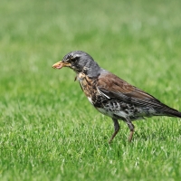 Kwiczoł - Turdus pilaris - Fieldfare