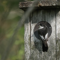 Muchołówka żałobna - Pied Flycatcher