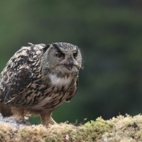 Puchacz - Eurasian Eagle-Owl