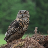 Puchacz - Eurasian Eagle-Owl
