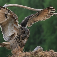 Puchacz - Eurasian Eagle-Owl