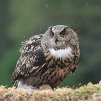 Puchacz - Eurasian Eagle-Owl
