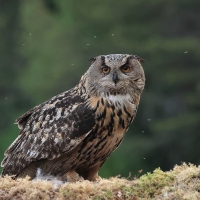 Puchacz - Eurasian Eagle-Owl