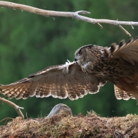 Puchacz - Eurasian Eagle-Owl