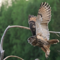 Puchacz - Eurasian Eagle-Owl