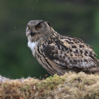Puchacz - Eurasian Eagle-Owl