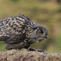 Puchacz - Eurasian Eagle-Owl
