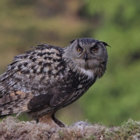 Puchacz - Eurasian Eagle-Owl