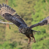 Puchacz - Eurasian Eagle-Owl