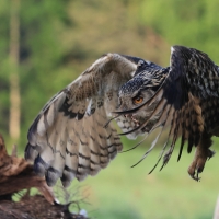 Puchacz - Eurasian Eagle-Owl