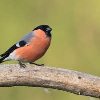 Gil - Eurasian Bullfinch