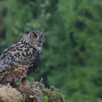 Puchacz - Eurasian Eagle-Owl