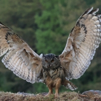 Puchacz - Eurasian Eagle-Owl