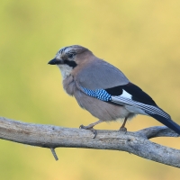 Sójka - Eurasian Jay