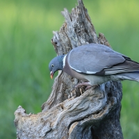 Grzywacz - Wood Pigeon