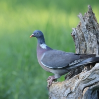 Grzywacz - Wood Pigeon