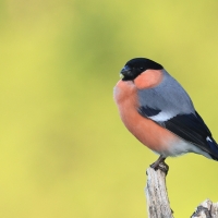 Gil - Eurasian Bullfinch