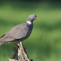 Grzywacz - Wood Pigeon